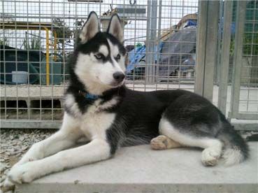 ECLAIR husky 7 mois un bon gros bébé asso (77) ADOPTE 500_0410