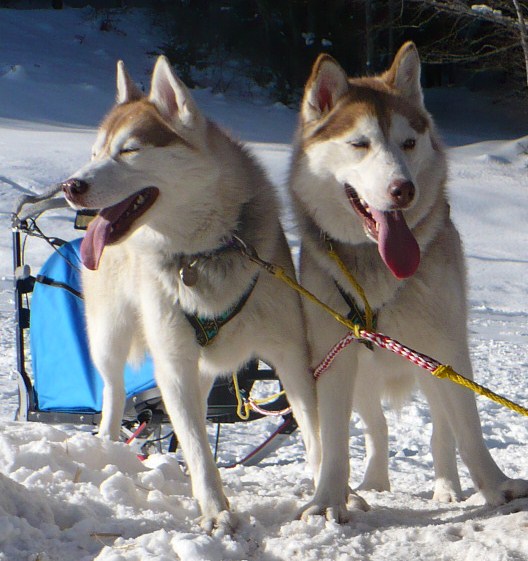 Venez voter pour le concours Nos chiens dans la neige P1050610