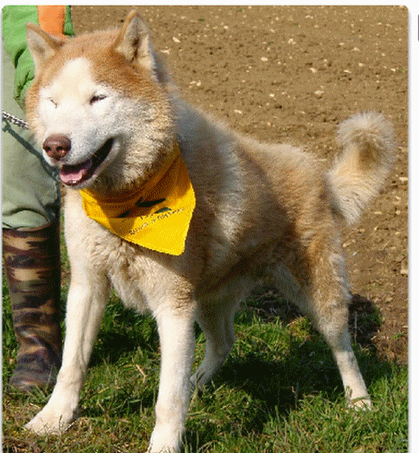 DIX, superbe husky roux, 14 ans ok congénères REF (58) Décédé Sans_t50