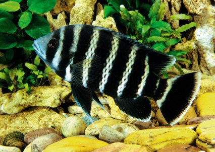 The 10 biggest cichlids  910