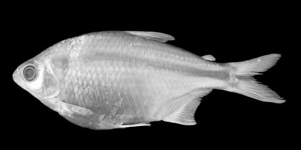 Five new species of Astyanax tetra  A_t_410
