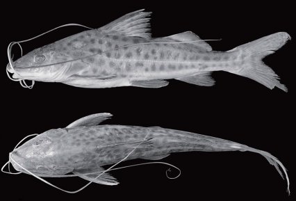 New species of Pimelodus catfish described Art_ca10