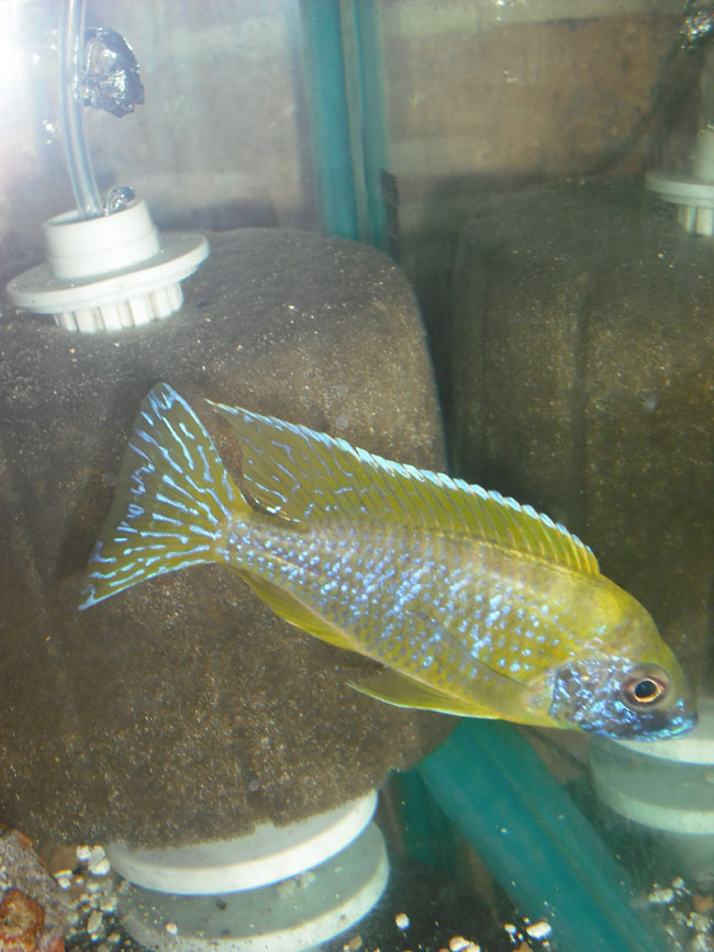 March Fish of the Month / Aul. Maleri Island Peacock Mall-i14