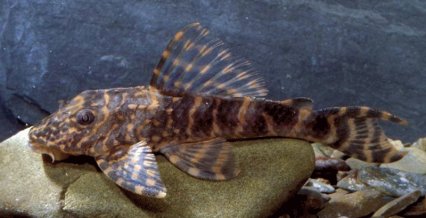 New species of loricariid catfish described Pleco10