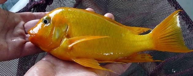 Petrochromis Information Yellow11