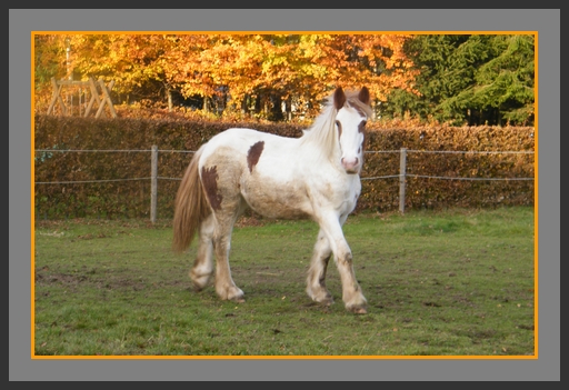 Concours photos COULEUR D'AUTOMNE Votez!!! Rory_a10