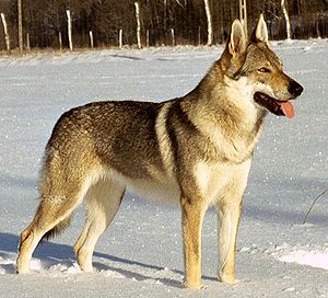 Tschechoslowakischer Wolfhund 300px-10