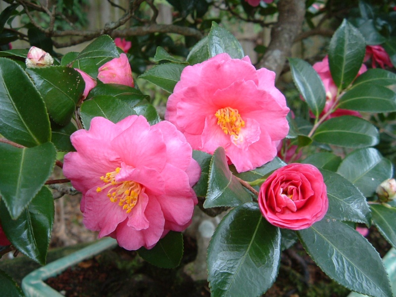 Camellia hiemalis Camell11