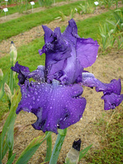 (35) Conservatoire de l'Iris aux Jardins de Brocéliande 3010