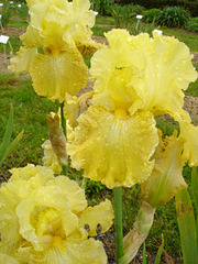 (35) Conservatoire de l'Iris aux Jardins de Brocéliande 3310