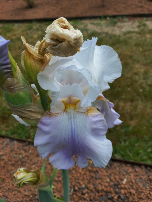 Iris 'Fairy Magic' - Schreiner 1969 353_fa10