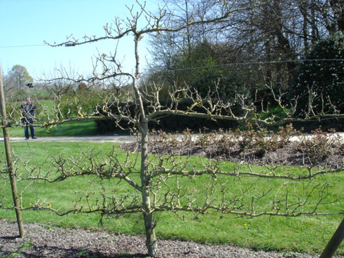 verger des Jardins de Brocéliande, Bréal-sous-Monfort 4011