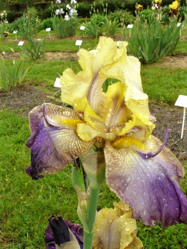 (35) Conservatoire de l'Iris aux Jardins de Brocéliande 4310