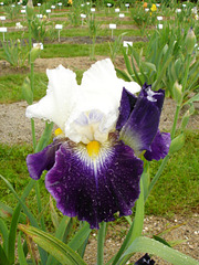 (35) Conservatoire de l'Iris aux Jardins de Brocéliande 910