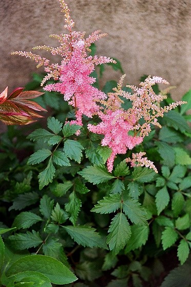 Quelques plantes d'ombre ou mi-ombre Astilb11