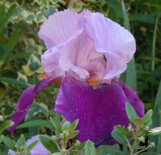 Floraisons de nos Iris barbus 2013 - Page 3 Bel_in10