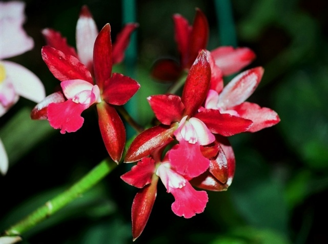 orchidées : nos floraisons au fil des saisons 2010-2013-2014  Cattle10