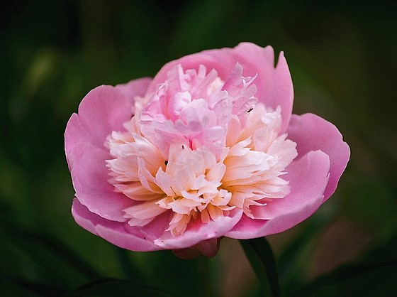 Paeonia - pivoines herbacées Gloire10