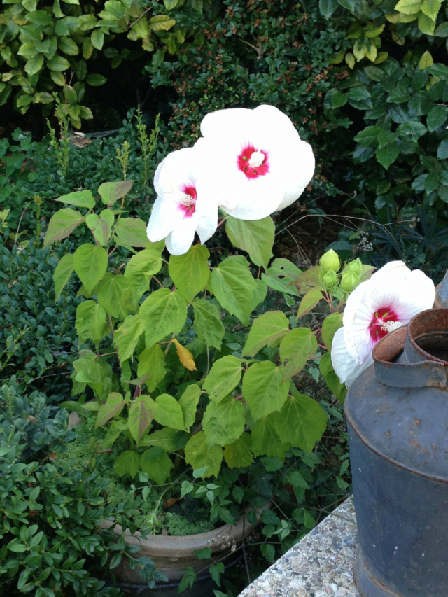 hibiscus - Hibiscus des marais rustiques - sujet général - Page 2 Hibisc12