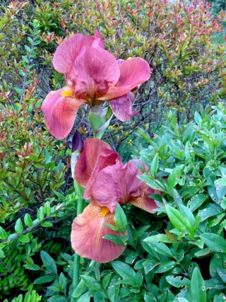 Floraisons de nos Iris barbus 2013 - Page 4 Iris_c10