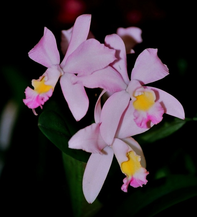 orchidées : nos floraisons au fil des saisons 2010-2013-2014  Laelio10