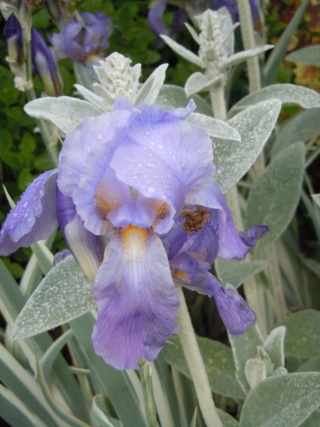 Floraisons de nos Iris barbus 2013 - Page 3 Palida12