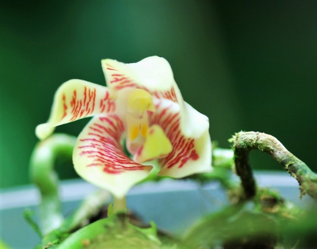 orchidées : nos floraisons au fil des saisons 2010-2013-2014  Phal_i10