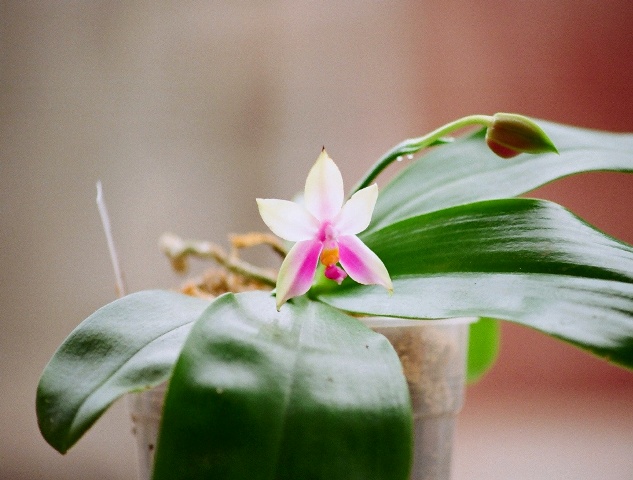orchidées : nos floraisons au fil des saisons 2010-2013-2014  Phalae10