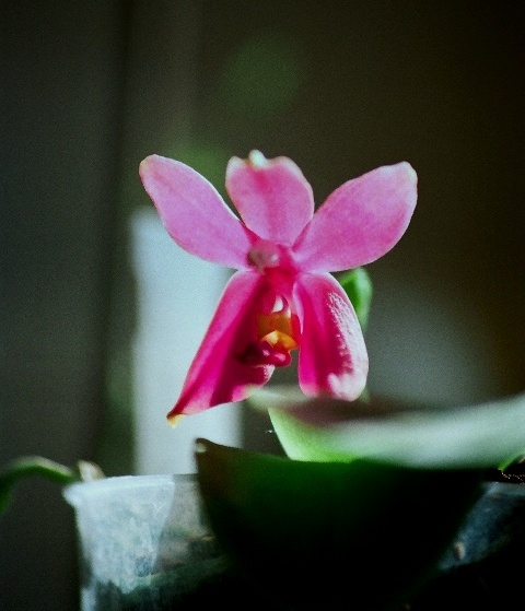 orchidées : nos floraisons au fil des saisons 2010-2013-2014  Phalae11