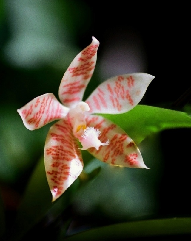 orchidées : nos floraisons au fil des saisons 2010-2013-2014 Phalae12