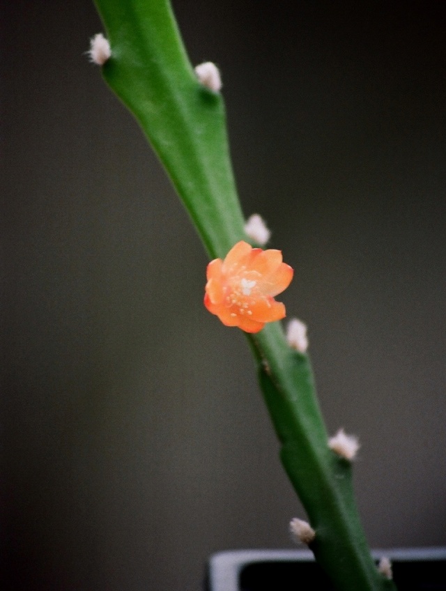 Rhipsalis monacantha (= Lepismium monacanthum = Pfeiffera monacantha)   R_albo10