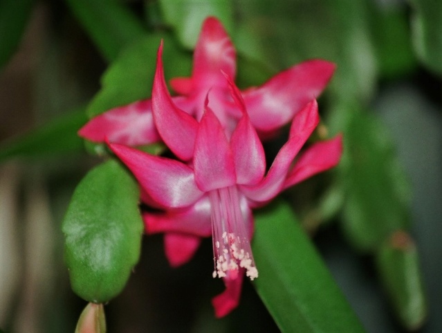 Schlumbergera - le genre - cactus de Noël Schlum15