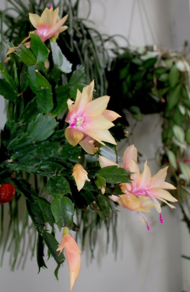 Schlumbergera - le genre - cactus de Noël Schlum25