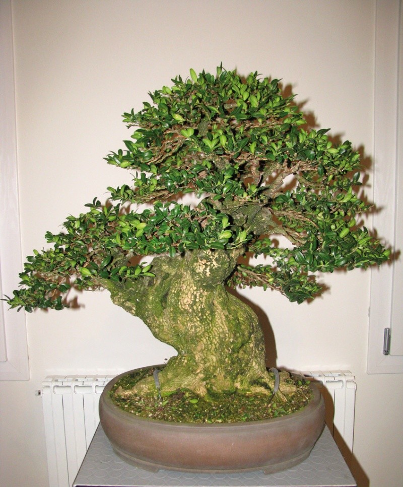 Restyling of one Master - Buxus Sempervirens Bosso-10