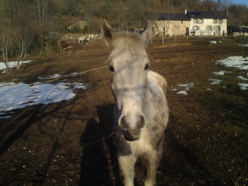 Une ponette de 15 ans Dsc00112