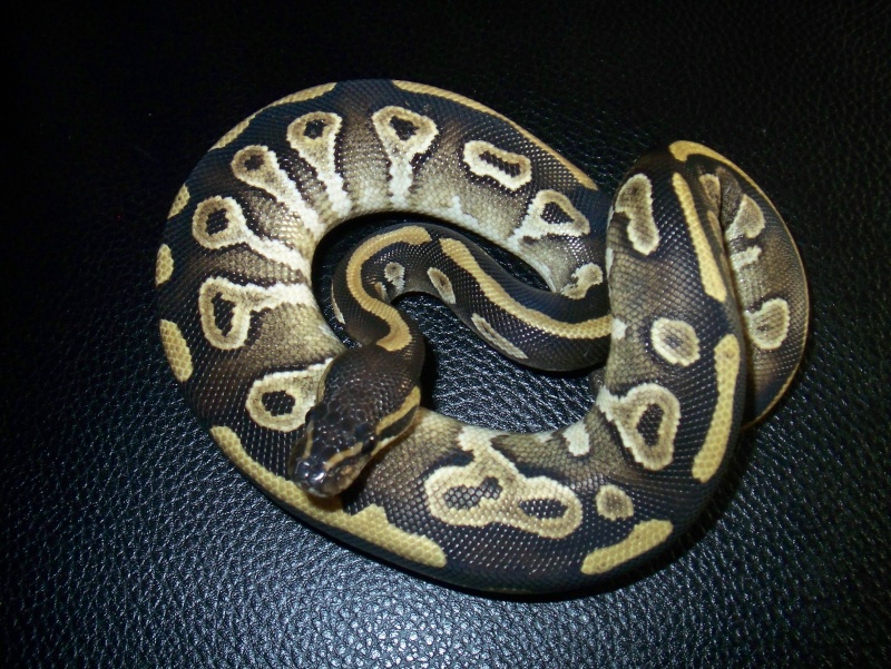 python regius 100_3559