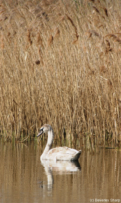 Some Wildlife around Stanwick Lakes 24092_10