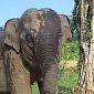 Boon Lott's Elephant Sanctuary (BLES) Bles_l10