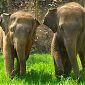 Boon Lott's Elephant Sanctuary (BLES) Bles_t10