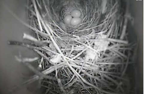 Webcam -Wren Nest - Eggs Laid! Wren_e10