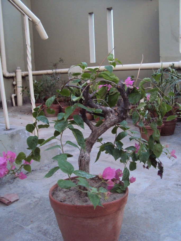 Beginner need help on Ficus and Bouganville Dsc01317