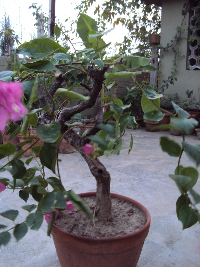 Beginner need help on Ficus and Bouganville Dsc01318