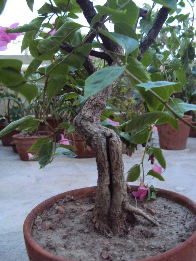 Beginner need help on Ficus and Bouganville Dsc01319