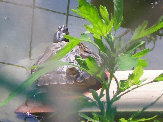 Ma tortue dans son nouvel habitat 100_1112