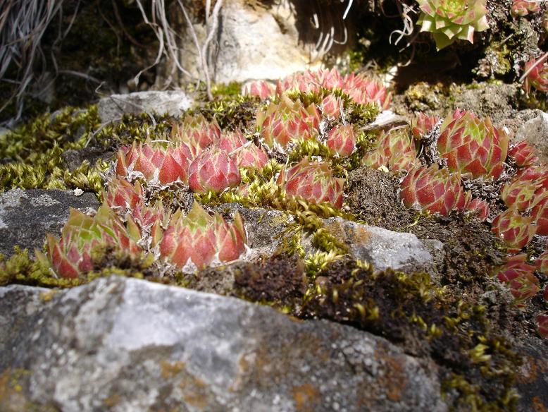 J. globifera ex Papuk mountain, Croatia Dsc02019