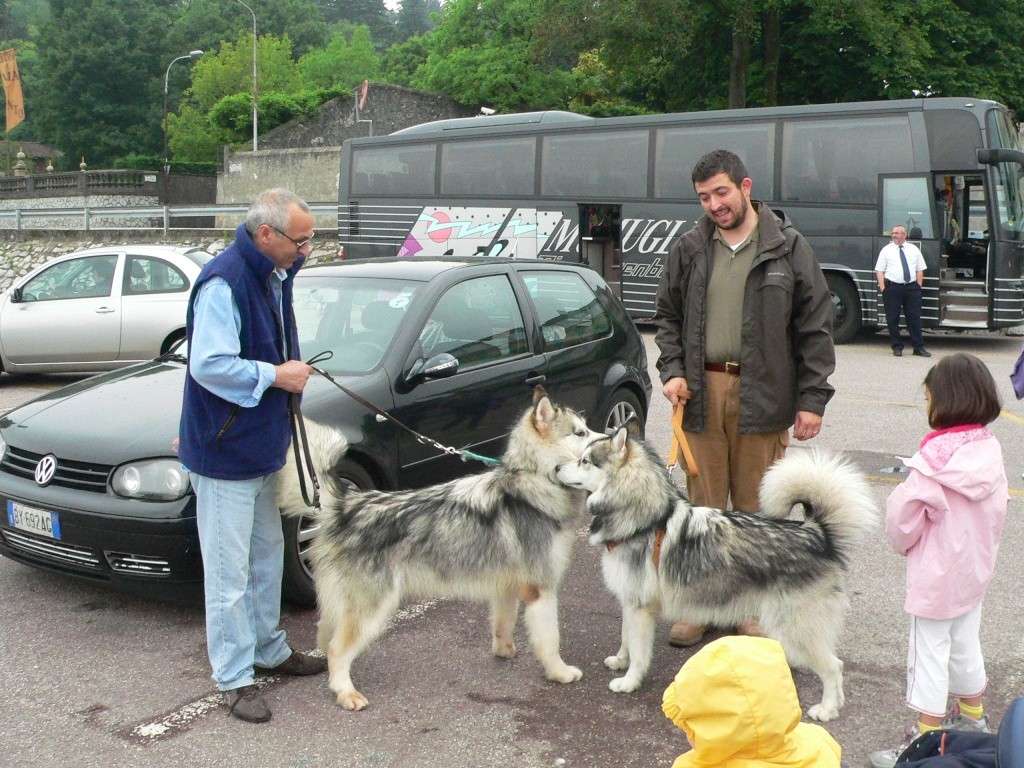 II° Malamute Friend's day P1010710