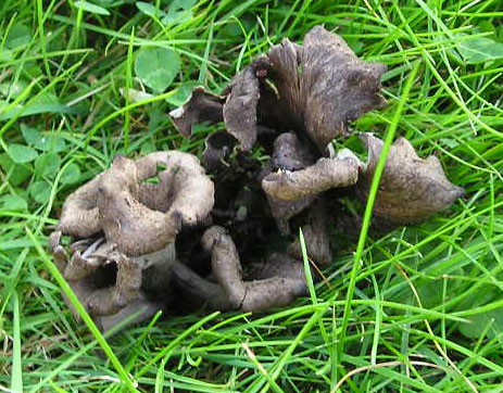 Les champignons Image_10