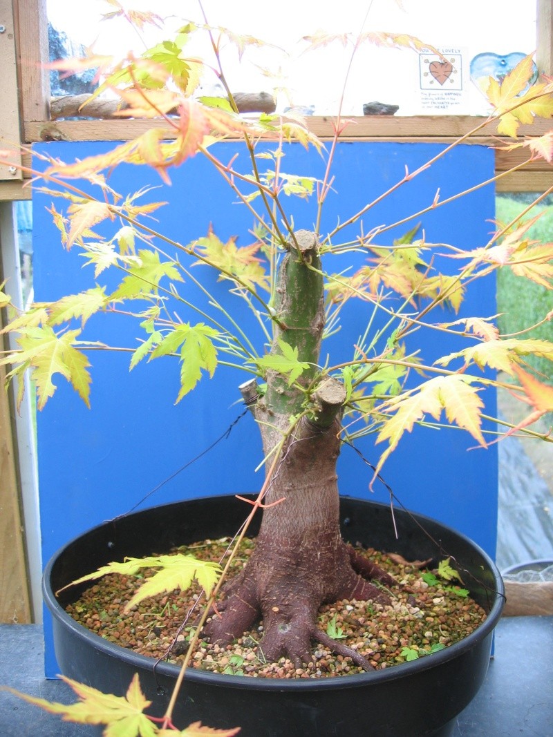 I would like a naturalistic look for this Acer. 00311