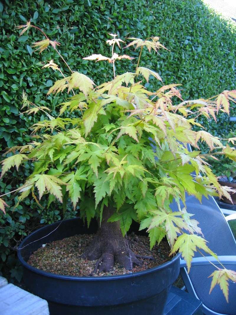 I would like a naturalistic look for this Acer. 01215