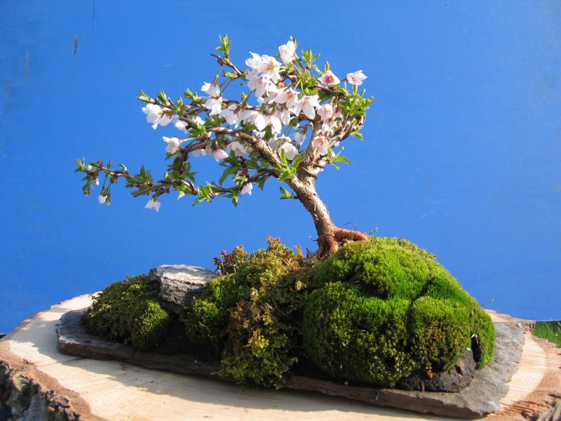 Cheap bonsai. 03310